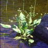 Alisma plantago aquatica