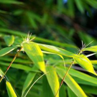 Antioxidant of Bamboo Leaves