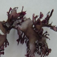 Ascophyllum Nodosum P.E.