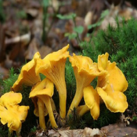 Cantharellus Cibarius Extract