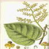 Cocculus indicus extract