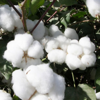 Cottonseed Extract