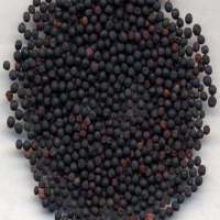Cowherb Seed Extract