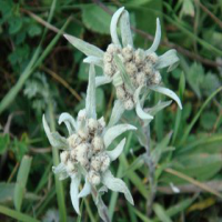Edelweiss Extract