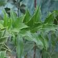 Espinheira Santa leaf