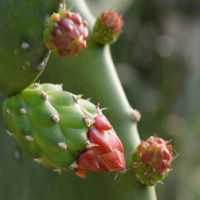 Nopal Cactus Extract