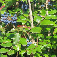 Oregon Grape Root extract