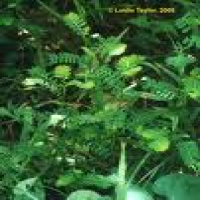 Phyllanthus niruri extract