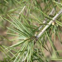 Pine Needles Extract