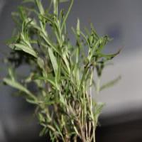 Rosemary Extract