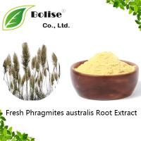 Fresh Phragmites australis Root Extract Fresh Phragmites australis Root Extract
